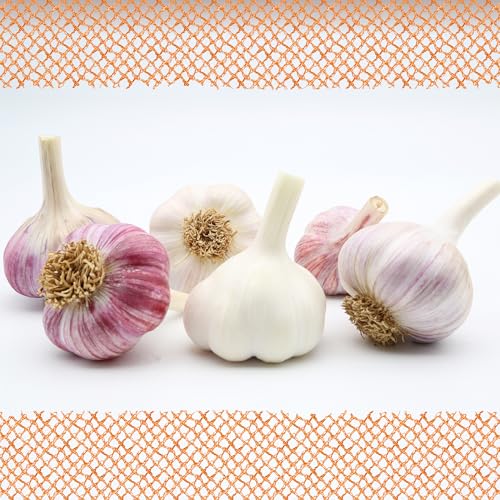 FLORTUS 2000-2458 Winterpflanzknoblauch Bunte Mischung (Pflanzknoblauch), Menge:6 Stück von FLORTUS Freude an Vielfalt