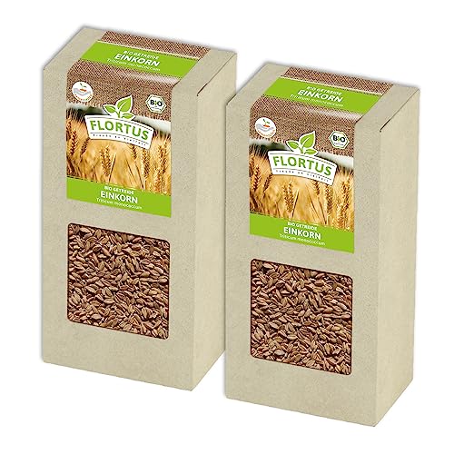 FLORTUS BIO Einkorn Getreide Samen 400g | Alte Sorten robustes Urgetreide zur Herstellung von Nudeln Brot Sauerteig & Microgreens | Sprossen Samen von FLORTUS Freude an Vielfalt