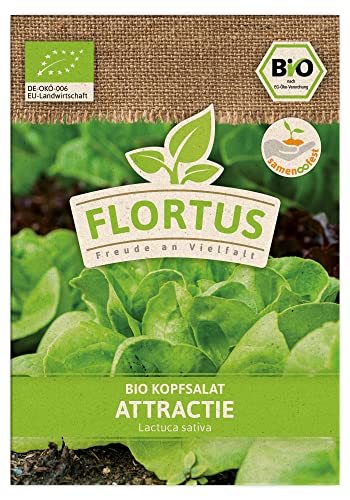 FLORTUS BIO Kopfsalat Attractie | Gemüsesamen | Salatsamen | Kopfsalatsamen | Samen zur Anzucht für Garten, Balkon, Küche & Fensterbank von FLORTUS Freude an Vielfalt