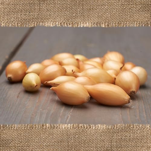 FLORTUS BIO Wintersteckzwiebel Shakespeare | 5 kg | Steckzwiebeln für den Anbau von frischen, goldenen und fleischigen Zwiebeln | Ideal für den Garten und das Hochbeet | Wintergemüse FLORTUS BIO Wintersteckzwiebel Shakespeare | 5 kg | Steckzwiebeln für den Anbau von frischen, goldenen und fleischigen Zwiebeln | Ideal für den Garten und das Hochbeet | Wintergemüse von FLORTUS Freude an Vielfalt
