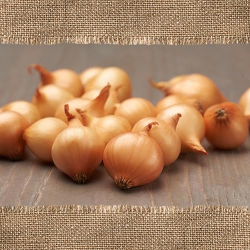 FLORTUS BIO Wintersteckzwiebel Stuttgarter Riesen | 250 g | Steckzwiebeln für den Anbau von frischen, goldenen und fleischigen Zwiebeln | Ideal für den Garten und das Hochbeet | Wintergemüse FLORTUS BIO Wintersteckzwiebel Stuttgarter Riesen | 250 g | Steckzwiebeln für den Anbau von frischen, goldenen und fleischigen Zwiebeln | Ideal für den Garten und das Hochbeet | Wintergemüse von FLORTUS Freude an Vielfalt