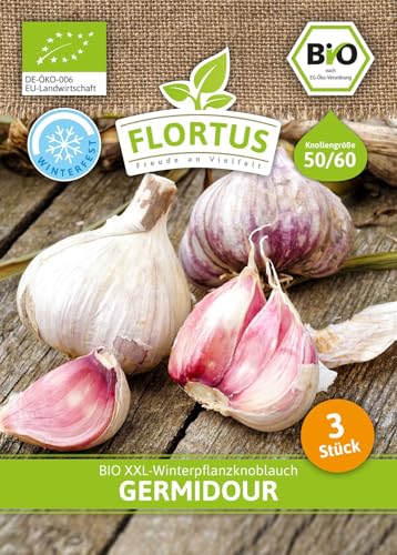 FLORTUS BIO XXL Winterpflanzknoblauch Germidour | 3 Stück | Größe 50-60 mm | Pflanzknoblauch für den Anbau von frischem und mild gewürztem Knoblauch | Ideal für Container und Hochbeet Anbau von FLORTUS Freude an Vielfalt