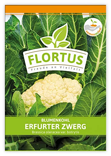 FLORTUS Blumenkohl Erfurter Zwerg | Gemüsesamen | Kohlsamen | Blumenkohlsamen | Samen zur Anzucht für Garten, Balkon, Küche & Fensterbank von FLORTUS Freude an Vielfalt