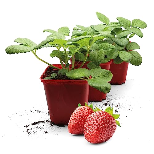 FLORTUS | Erdbeerpflanze Hummi® Neue Mieze | 3 XXL Pflanzen Erdbeeren im Topf | Erdbeerpflanzen mehrjährig winterhart | große, dunkelrote Erdbeeren von FLORTUS Freude an Vielfalt