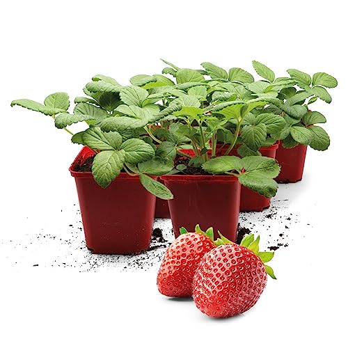 FLORTUS | Erdbeerpflanze Hummi® Neue Mieze | 6 XXL Pflanzen Erdbeeren im Topf | Erdbeerpflanzen mehrjährig winterhart | große, dunkelrote Erdbeeren von FLORTUS Freude an Vielfalt