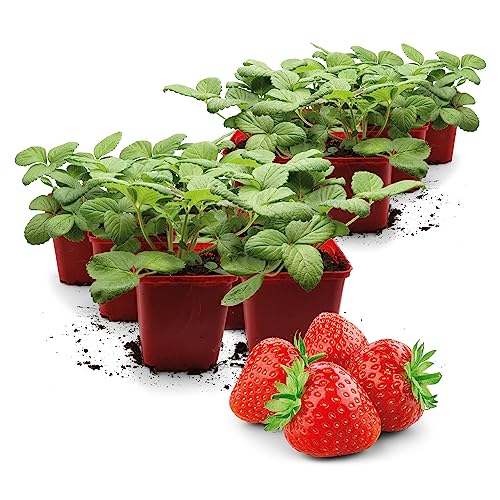 FLORTUS | Erdbeerpflanzen Hummi® Gento | 12 XXL Pflanzen Erdbeeren im Topf | mehrjährig & winterhart | orangerot & fruchtig von FLORTUS Freude an Vielfalt