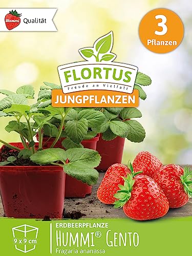 FLORTUS | Erdbeerpflanzen Hummi® Gento | 3 XXL Pflanzen Erdbeeren im Topf | mehrjährig & winterhart | orangerot & fruchtig von FLORTUS Freude an Vielfalt