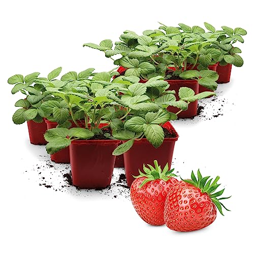 FLORTUS | Erdbeerpflanzen Hummi® Herzle | 12 XXL Pflanzen Erdbeeren im Topf | Erdbeerpflanzen mehrjährig winterhart | dunkelrote, süße Erdbeersorte von FLORTUS Freude an Vielfalt