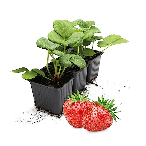 FLORTUS | Erdbeerpflanzen Hummi® Herzle | 3 Pflanzen | Erdbeeren im Topf | Erdbeerpflanzen mehrjährig winterhart | dunkelrote, süße Erdbeersorte von FLORTUS Freude an Vielfalt