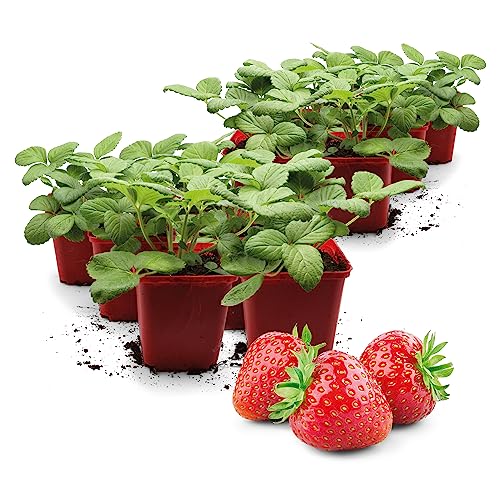 FLORTUS | Erdbeerpflanzen Hummi® Praline | 12 XXL Pflanzen Erdbeeren im Topf | Erdbeerpflanzen mehrjährig winterhart mit dunkelrot, saftigen Früchten von FLORTUS Freude an Vielfalt