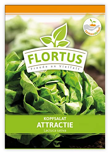 FLORTUS Kopfsalat Attractie | Gemüsesamen | Salatsamen | Kopfsalatsamen | Samen zur Anzucht für Garten, Balkon, Küche & Fensterbank von FLORTUS Freude an Vielfalt