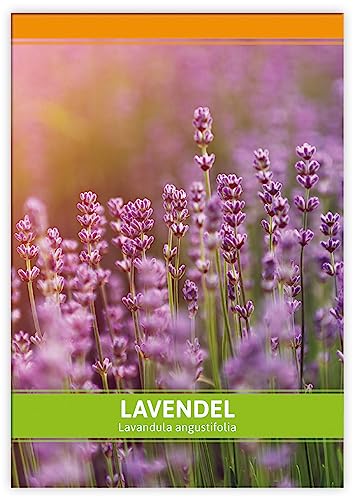 FLORTUS Lavendel Samen als Gastgeschenke | Kräutersamen als Dankeschön Geschenke, Mitgebsel & Werbegeschenke | Lavendel Pflanze von FLORTUS Freude an Vielfalt
