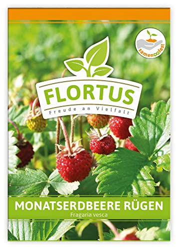 FLORTUS Monatserdbeere Rügen | Erdbeersamen | Obstsamen | Samen zur Anzucht für Garten, Balkon, Küche & Fensterbank von FLORTUS Freude an Vielfalt