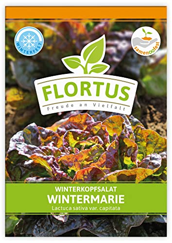 FLORTUS Winterkopfsalat Wintermarie | Gemüsesamen | Salatsamen | Kopfsalatsamen | Wintergemüse | Samen zur Anzucht für Garten, Balkon, Küche & Fensterbank von FLORTUS Freude an Vielfalt