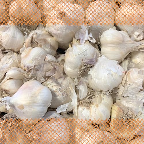 FLORTUS Winterpflanzknoblauch Messidrome | 250 g | Steckzwiebelgröße 40-50 mm | Pflanzknoblauch für den Anbau von frischem und würzigem Knoblauch | Ideal für das Hochbeet und den Garten FLORTUS Winterpflanzknoblauch Messidrome | 250 g | Steckzwiebelgröße 40-50 mm | Pflanzknoblauch für den Anbau von frischem und würzigem Knoblauch | Ideal für das Hochbeet und den Garten von FLORTUS Freude an Vielfalt
