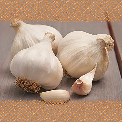 FLORTUS Winterpflanzknoblauch Messidrome | 5 kg | Steckzwiebelgröße 40-50 mm | Pflanzknoblauch für den Anbau von frischem und würzigem Knoblauch | Ideal für das Hochbeet und den Garten FLORTUS Winterpflanzknoblauch Messidrome | 5 kg | Steckzwiebelgröße 40-50 mm | Pflanzknoblauch für den Anbau von frischem und würzigem Knoblauch | Ideal für das Hochbeet und den Garten von FLORTUS Freude an Vielfalt