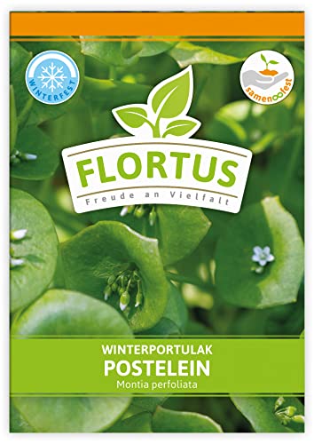 FLORTUS Winterportulak Postelein | Gemüsesamen | Portulaksamen | Wintergemüse | Samen zur Anzucht für Garten, Balkon, Küche & Fensterbank von FLORTUS Freude an Vielfalt