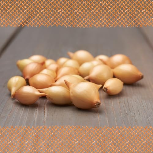 FLORTUS Wintersteckzwiebel Senshyu Yellow | 5 kg | Steckzwiebeln für den Anbau von frischen, gelben und mild-süßen Zwiebeln| Ideal für den Garten und das Hochbeet | Wintergemüse FLORTUS Wintersteckzwiebel Senshyu Yellow | 5 kg | Steckzwiebeln für den Anbau von frischen, gelben und mild-süßen Zwiebeln| Ideal für den Garten und das Hochbeet | Wintergemüse von FLORTUS Freude an Vielfalt