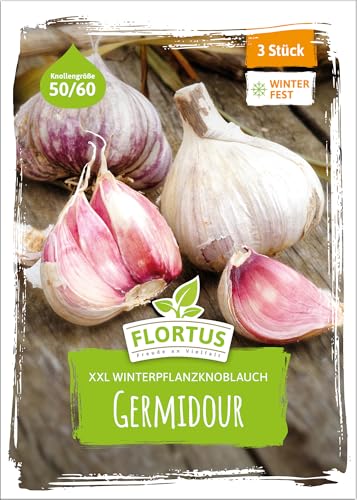 FLORTUS – Winterpflanzknoblauch XXL Germidour 3 Knollen zertifiziertes Pflanzgut, keine Samen – Knollengröße 50 - 60 mm – winterhart, würziger Knoblauch aus Südfrankreich von FLORTUS Freude an Vielfalt