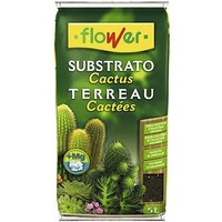 Blume Substitus Cactus 5 Liter von FLOWER