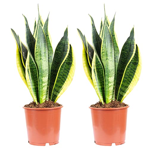 2er-Set Bogenhanf - echte Zimmerpflanze, Sansevieria trifasciata Laurentii - Höhe ca. 45 cm, Topf-Ø 14 cm von Flowerbox