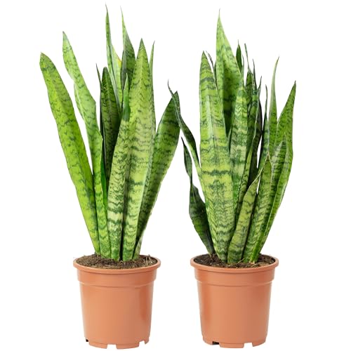 2x Bogenhanf, pflegeleichte Zimmerpflanzen, Sansevieria zeylanica - Höhe ca. 65 cm, Topf-Ø 17 cm von Flowerbox