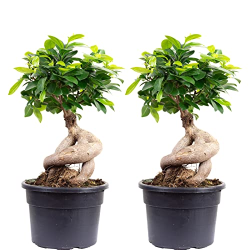 2er-Set Chinesische Feige - echte Zimmerpflanze, Ficus Ginseng - Höhe ca. 40 cm, Topf-Ø 17 cm von Flowerbox