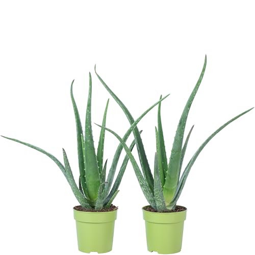 2er-Set Echte Aloe - pflegeleichte Zimmerpflanze, Aloe vera - Höhe ca. 40 cm, Topf-Ø 12 cm von Flowerbox