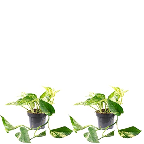 2er-Set Efeutute - echte Zimmerpflanze, Epipremnum aureum - Höhe ca. 15 cm, Topf-Ø 12 cm 2er-Set Efeutute - echte Zimmerpflanze, Epipremnum aureum - Höhe ca. 15 cm, Topf-Ø 12 cm von Flowerbox