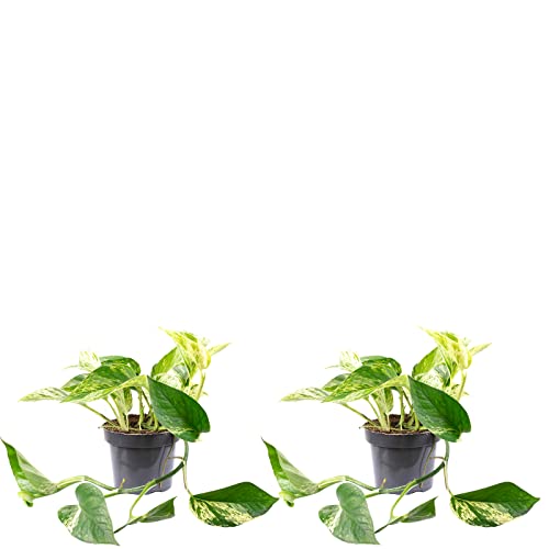 2er-Set Efeutute - echte Zimmerpflanze, Epipremnum aureum - Höhe ca. 15 cm, Topf-Ø 12 cm von Flowerbox