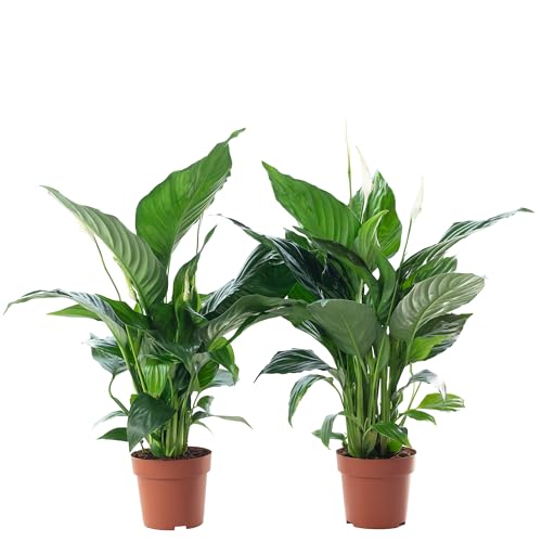 2er-Set Einblatt 3-5 Blüten/Knospen - echte Zimmerpflanze, Spathiphyllum - Höhe ca. 50 cm, Topf-Ø 13 cm von Flowerbox