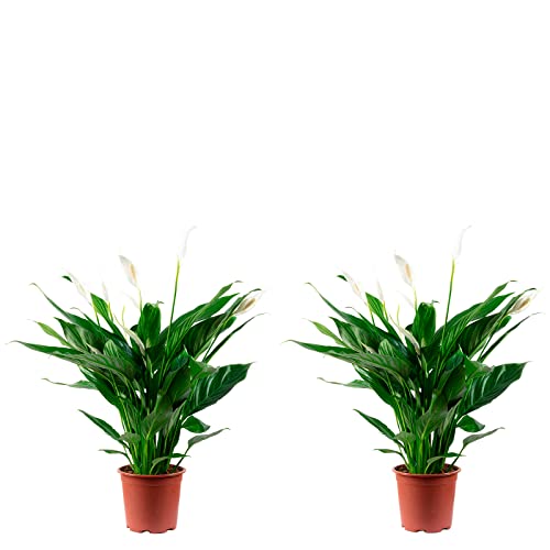 2er-Set Einblatt 4-8 Blüten/Knospen - echte Zimmerpflanze, Spathiphyllum - Höhe ca. 70 cm, Topf-Ø 17 cm von Flowerbox