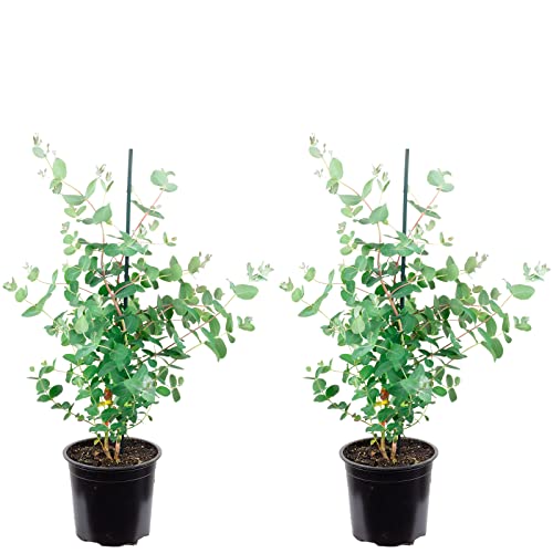 2er-Set Eukalyptus - echte Zimmerpflanze, Eucalyptus gunnii - Höhe ca. 50 cm, Topf-Ø 13 cm von FLOWERBOX