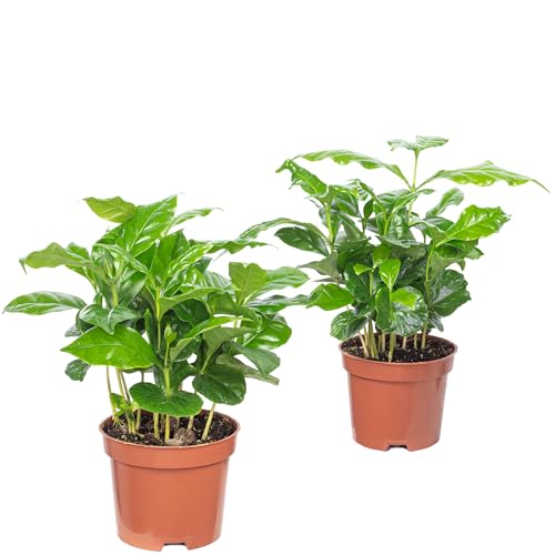 2er-Set Kaffeepflanze - pflegeleichte Zimmerpflanze, Coffea Arabica - Höhe ca. 20 cm, Topf-Ø 9 cm von Flowerbox
