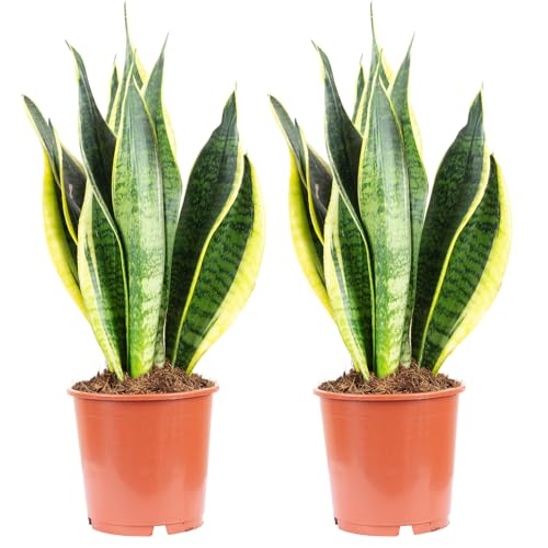 2x Bogenhanf, pflegeleichte Zimmerpflanze, Sansevieria trifasciata Laurentii - Höhe ca. 45 cm, Topf-Ø 14 cm von Flowerbox