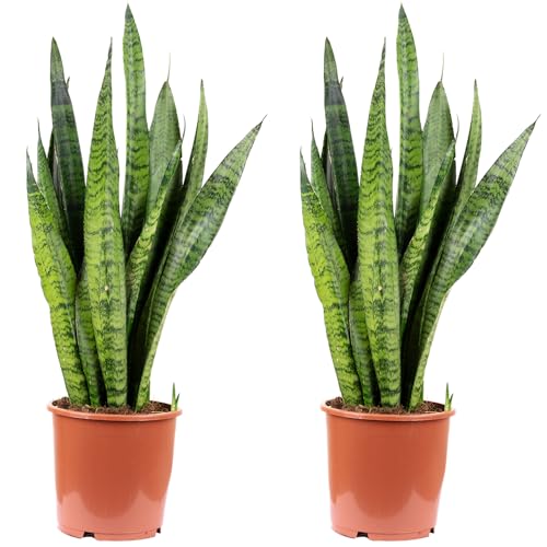 2x Bogenhanf, pflegeleichte Zimmerpflanze, Sansevieria zeylanica - Höhe ca. 65 cm, Topf-? 17 cm von Flowerbox