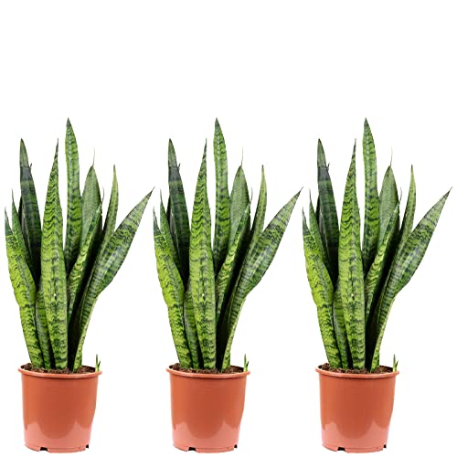 3er-Set Bogenhanf - echte Zimmerpflanze, Sansevieria zeylanica - Höhe ca. 65 cm, Topf-Ø 17 cm von Flowerbox