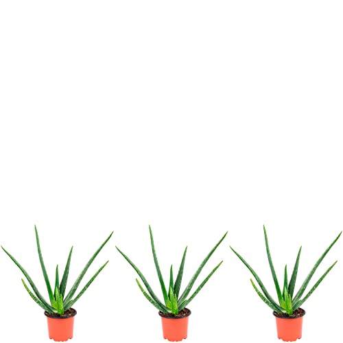 3er-Set Echte Aloe - echte Zimmerpflanze, Aloe vera - Höhe ca. 40 cm, Topf-Ø 12 cm von Flowerbox