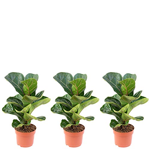 3er-Set Geigenfeige Bambino - echte Zimmerpflanze, Ficus Lyrata Bambino - Höhe ca. 35 cm, Topf-Ø 12 cm von Flowerbox