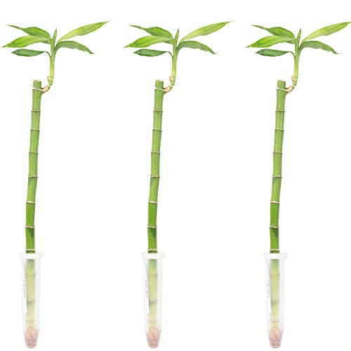 3er-Set Glücksbambus gerade- Höhe ca. 50 cm, Topf-Ø 5 cm - Lucky Bamboo von Flowerbox