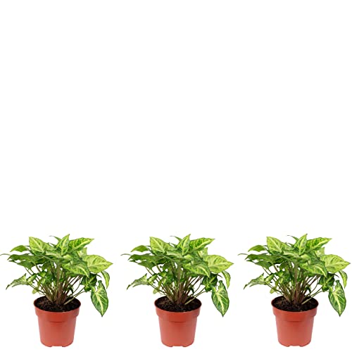 3er-Set Purpurtute - Höhe ca. 25 cm, Topf-Ø 12 cm - Syngonium Arrow 3er-Set Purpurtute - Höhe ca. 25 cm, Topf-Ø 12 cm - Syngonium Arrow von Flowerbox
