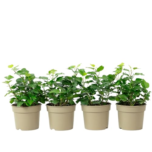 4er-Set Gemeiner Efeu - pflegeleichte Zimmerpflanze, Hedera helix - Höhe ca. 15 cm, Topf-Ø 9 cm von Flowerbox