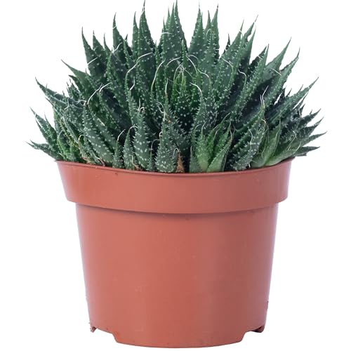Aloe - pflegeleichte Zimmerpflanze, Aloe aristata 'magic rocks' - Höhe ca. 20 cm, Topf-Ø 12 cm von Flowerbox