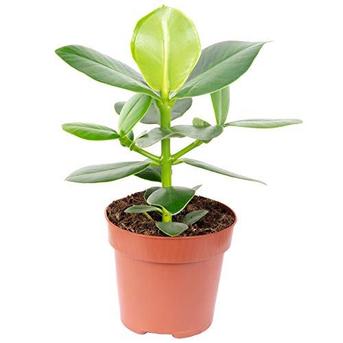 Balsamapfel - pflegeleichte Zimmerpflanze, Clusia rosea - Höhe ca. 25 cm, Topf-Ø 12 cm von Flowerbox