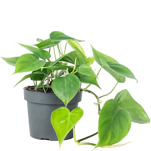 Baumfreund - pflegeleichte Zimmerpflanze, Philodendron scandens - Höhe ca. 20 cm, Topf-Ø 12 cm von Flowerbox