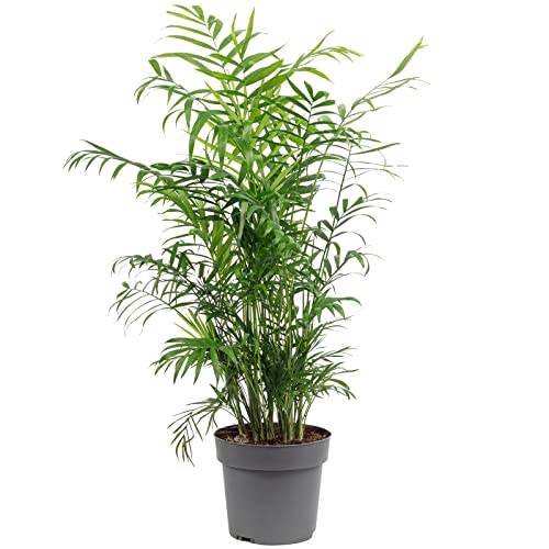 Bergpalme - pflegeleichte Zimmerpflanze, Chamaedorea elegans - Höhe ca. 70 cm, Topf-Ø 17 cm von Flowerbox