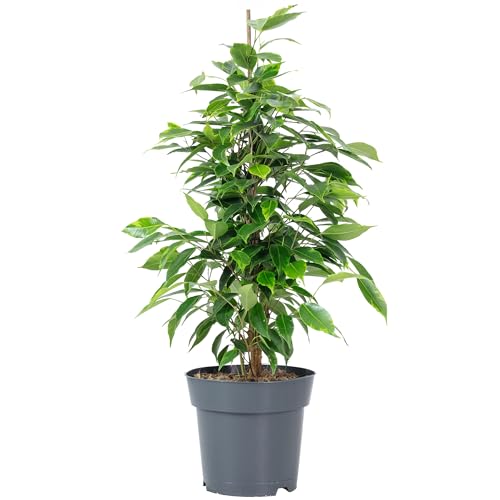 Birkenfeige 'Forever' - pflegeleichte Zimmerpflanze, Ficus benjamini - Höhe ca. 75 cm, Topf-Ø 17 cm von Flowerbox