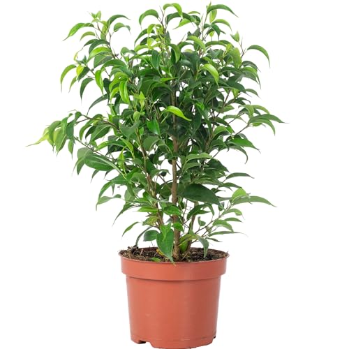 Birkenfeige 'Natasja' verzweigt - pflegeleichte Zimmerpflanze, Ficus benjamini - Höhe ca. 30 cm, Topf-Ø 12 cm von Flowerbox