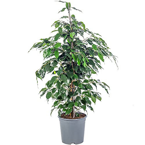 Birkenfeige - pflegeleichte Zimmerpflanze, Ficus benjamini - Höhe ca. 100 cm, Topf-Ø 21 cm von Flowerbox