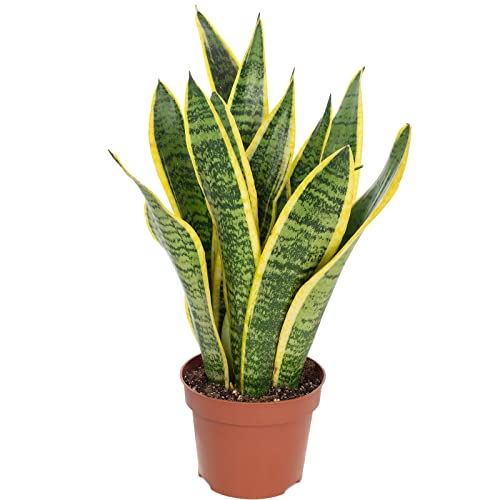 Bogenhanf - pflegeleichte Zimmerpflanze, Sansevieria trifasciata Laurentii - Höhe ca. 35 cm, Topf-Ø 12 cm von Flowerbox